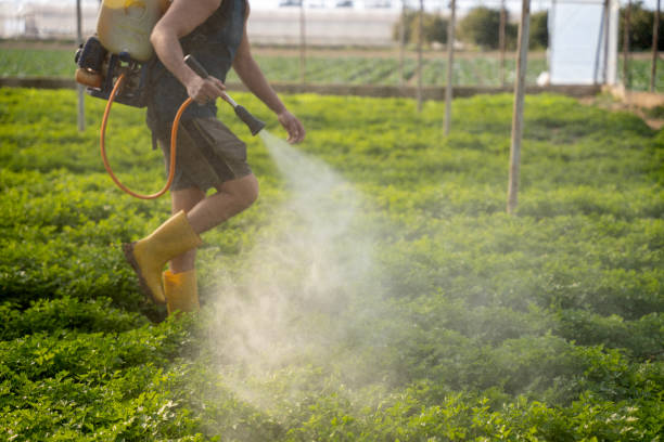 Best Affordable Pest Control Services  in Buford, GA