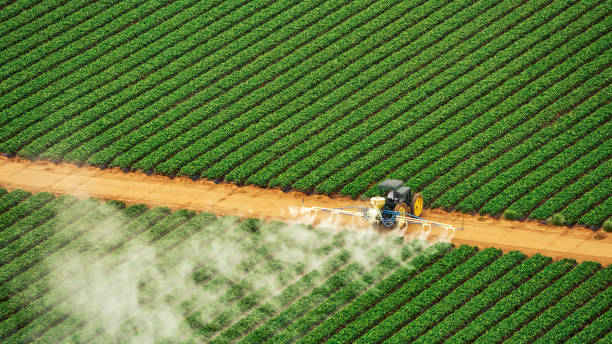 Best Termite Control Services  in Buford, GA