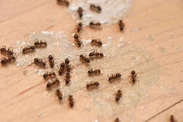 Best Wildlife Control Services  in Buford, GA