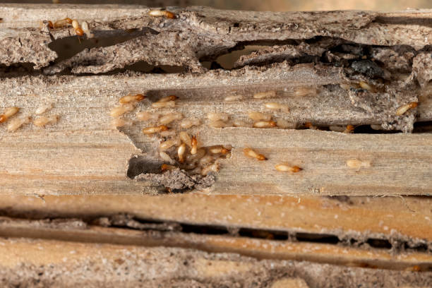 Best Flea Control Services  in Buford, GA